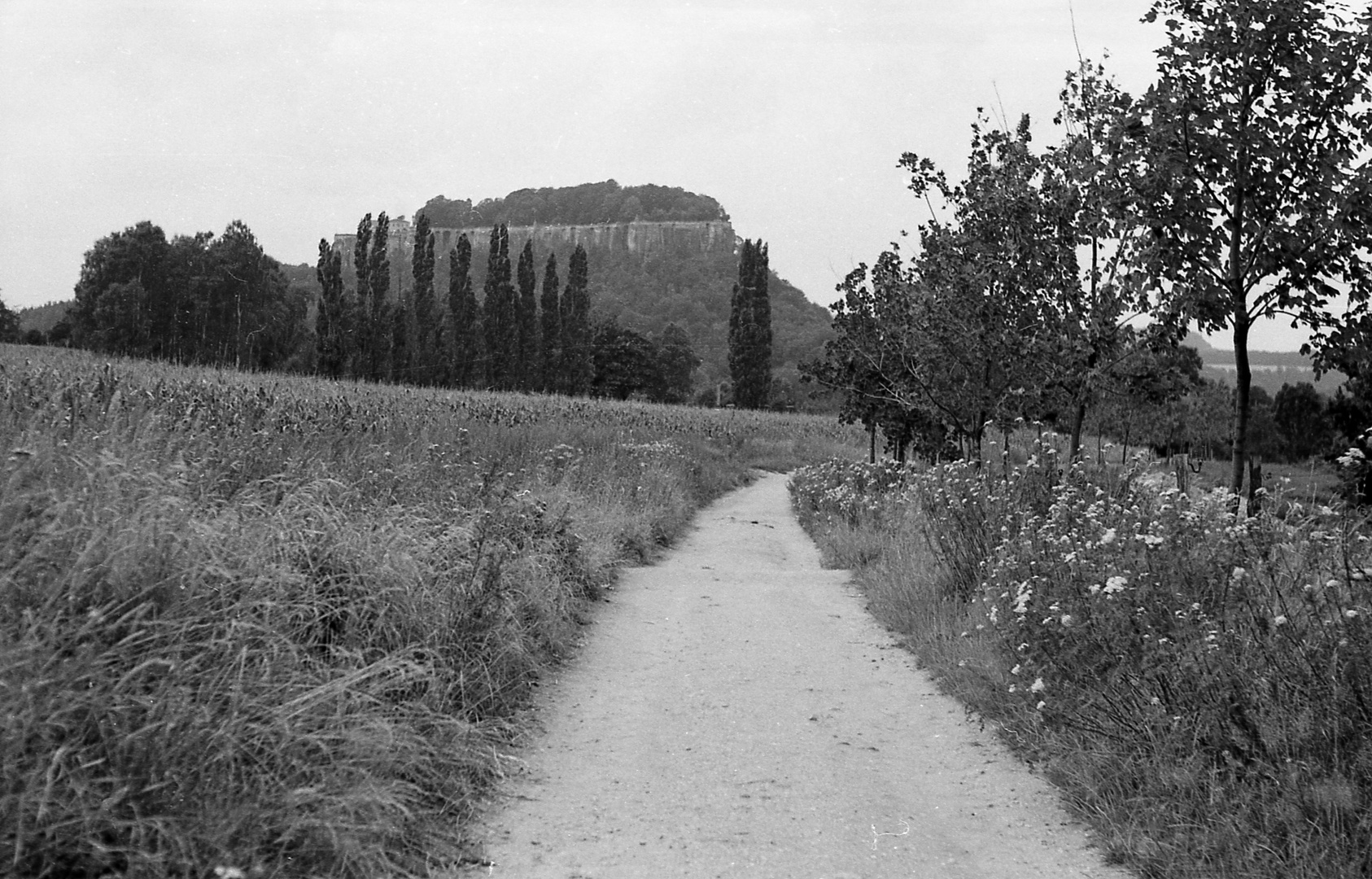 Feldweg und Festung Königstein