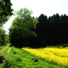 Feldweg und Rapsfeld zwischen Billerbeck und Rorup IV