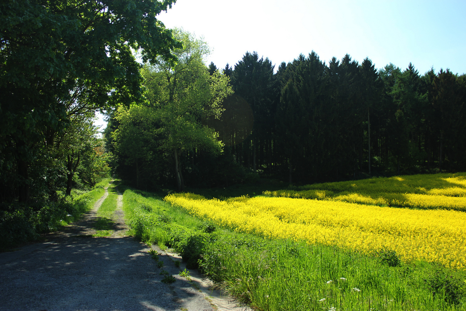 Feldweg und Rapsfeld zwischen Billerbeck und Rorup V