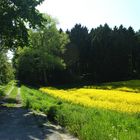 Feldweg und Rapsfeld zwischen Billerbeck und Rorup V