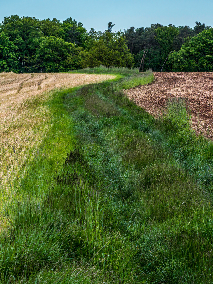 "FELDWEG" - weil keine Viecherei kam