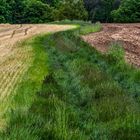 "FELDWEG" - weil keine Viecherei kam