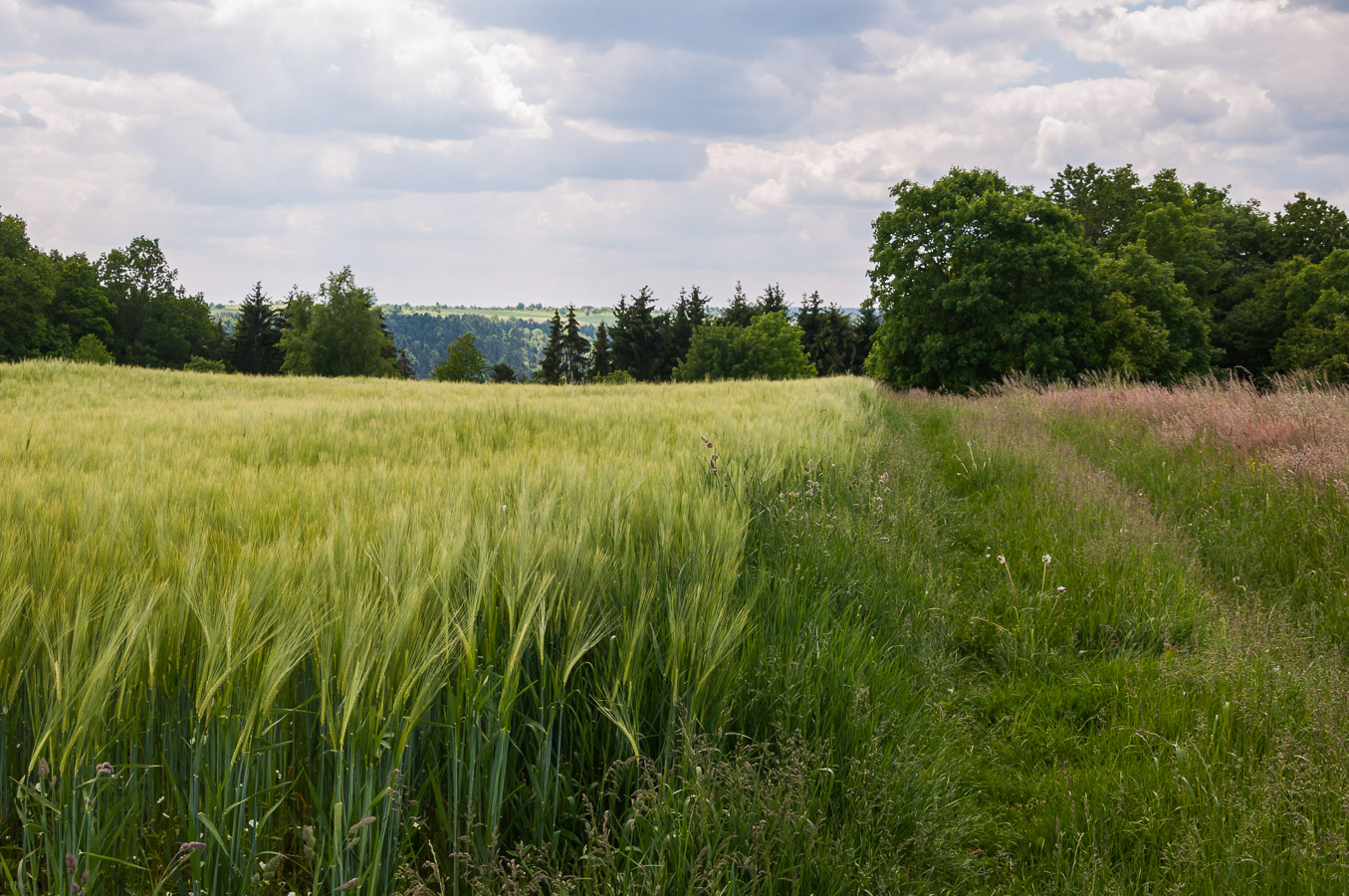 Feldweg zwischen Acker und Wiese