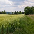 Feldweg zwischen Acker und Wiese