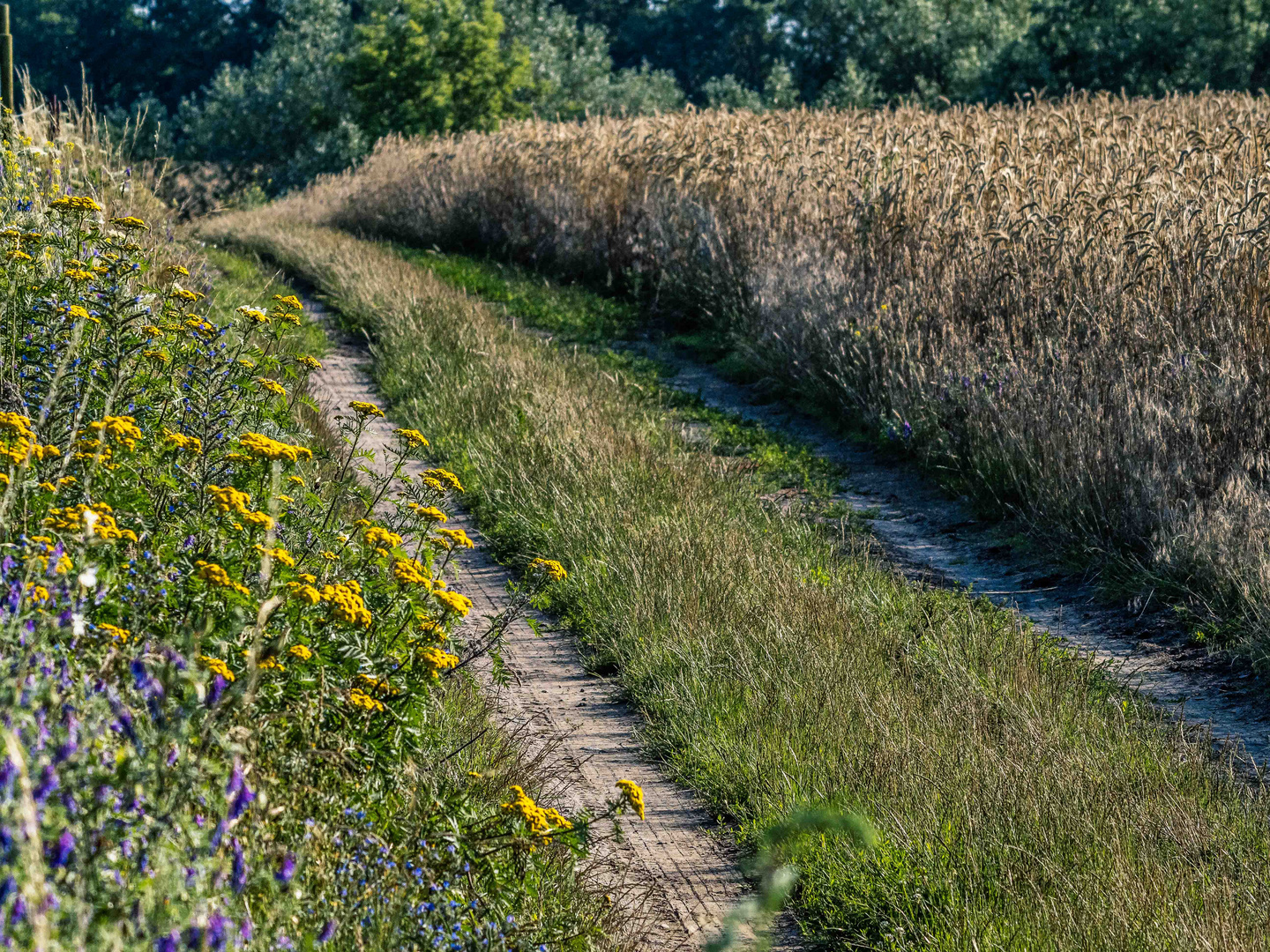 Feldweg2