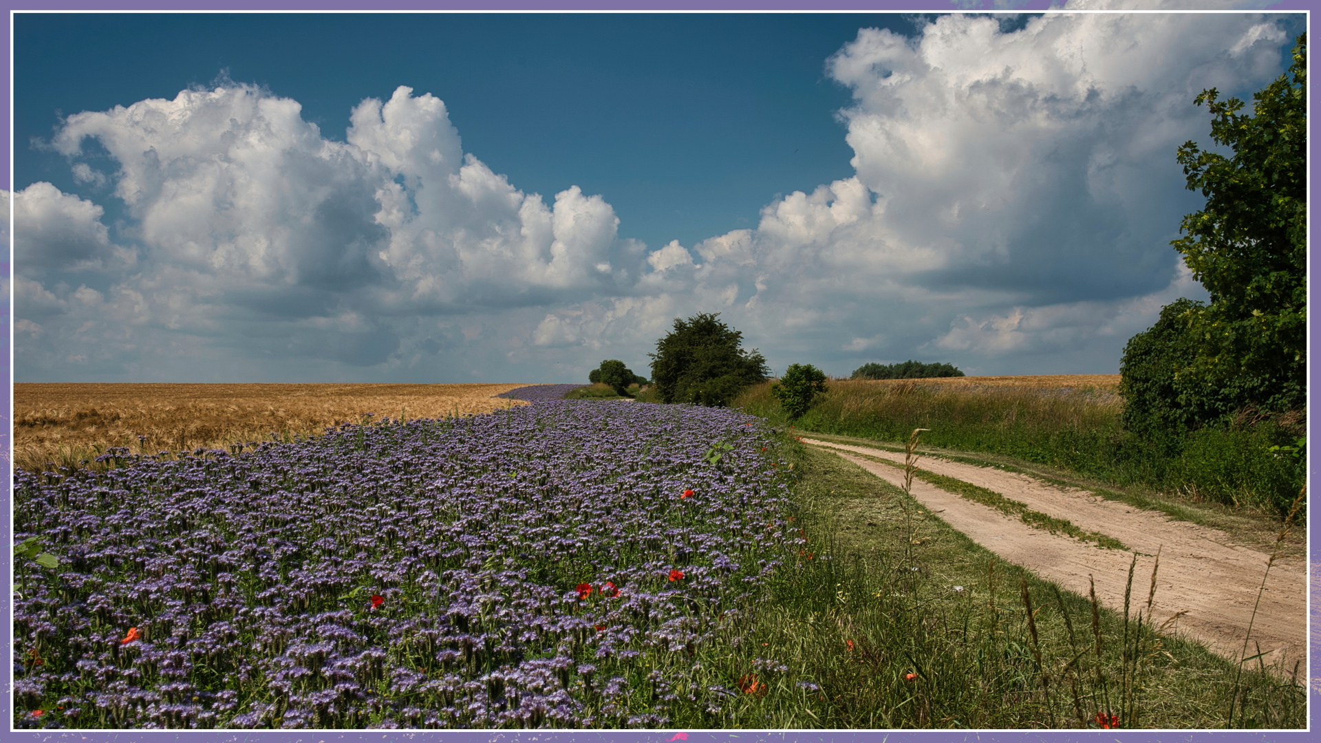 Feldweg_Darß