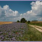 Feldweg_Darß