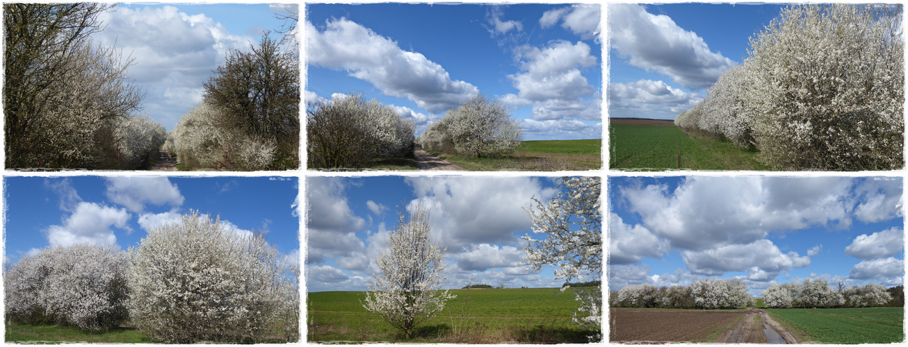 Feldwege im Frühling