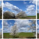 Feldwege im Frühling