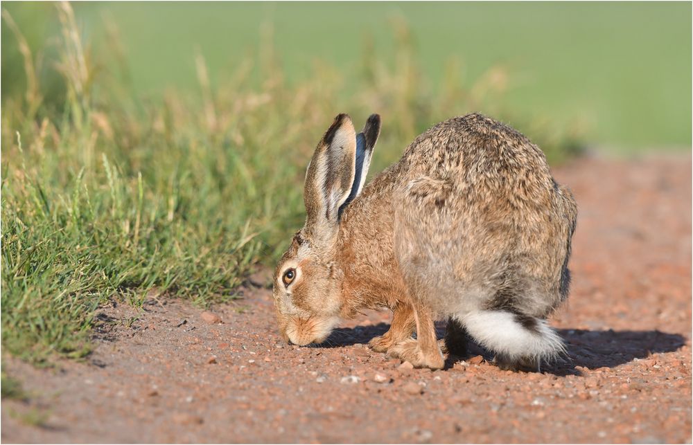 Feld(weg)hase