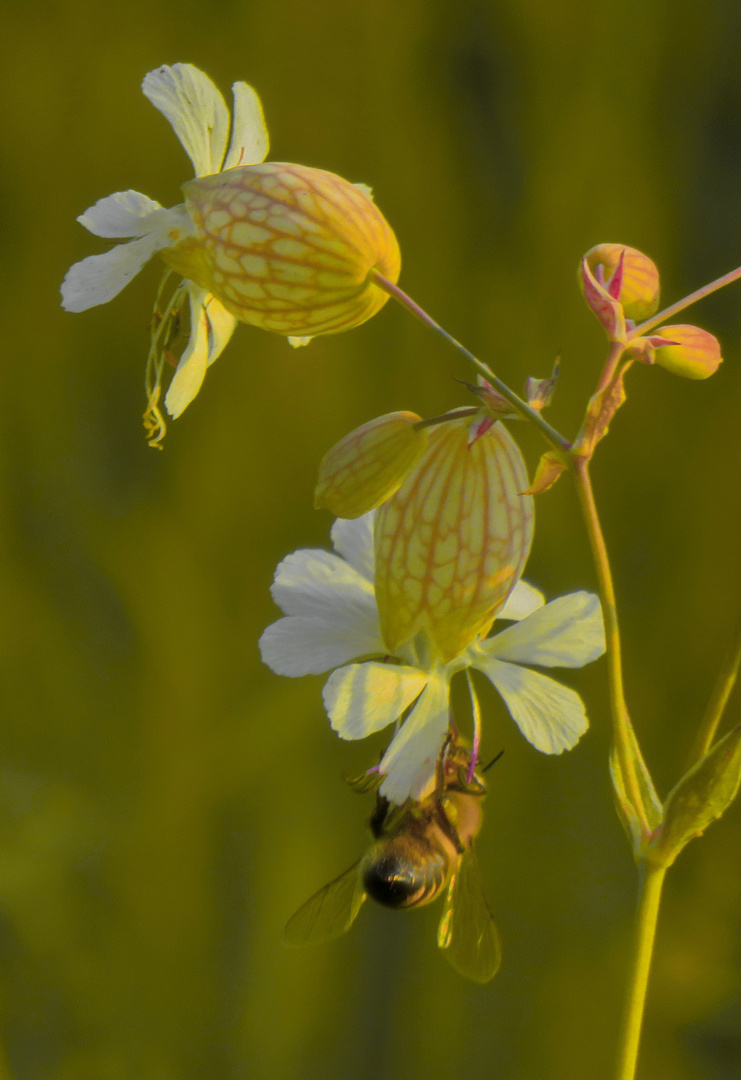 Feldweg"Taubenkropf"-Bienchen)