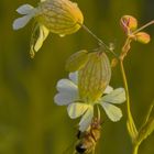 Feldweg"Taubenkropf"-Bienchen)