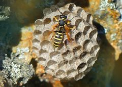Feldwespe