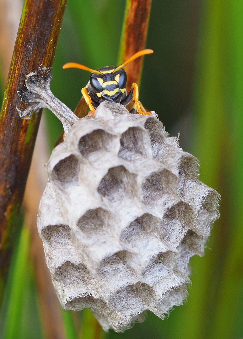 Feldwespe an ihrem Nest