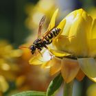 Feldwespe an Strohblume