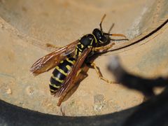 Feldwespe beim Sonnenbad