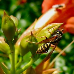 Feldwespe der Gattung Polistes an einer Trompetenblume