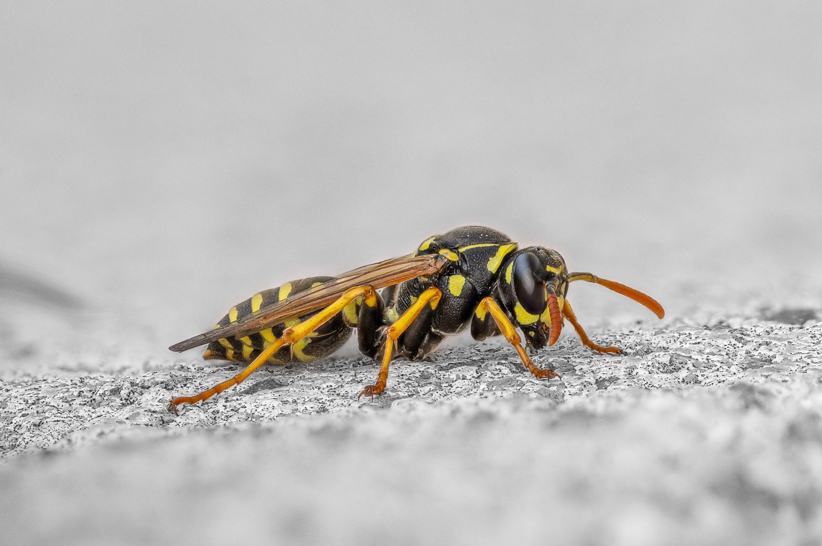 Feldwespe die sich bei weniger schönem Wetter ausruhte