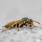 Feldwespe die sich bei weniger schönem Wetter ausruhte