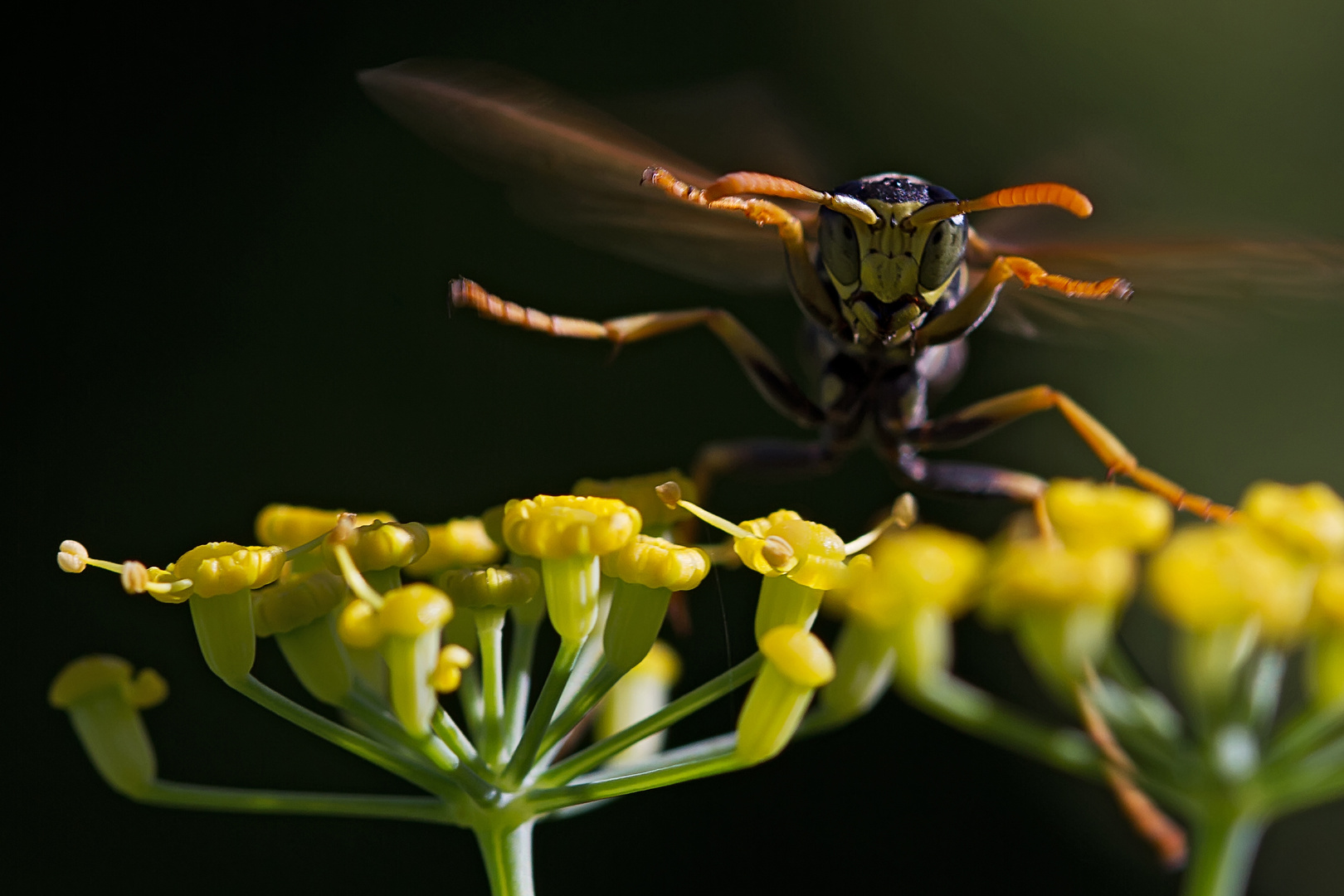 Feldwespe im Anflug auf Fenchelblüte