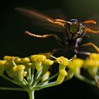 Feldwespe im Anflug auf Fenchelblüte