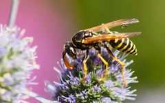 Feldwespe mit Fliege