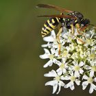 Feldwespe ( Polistes  dominula )