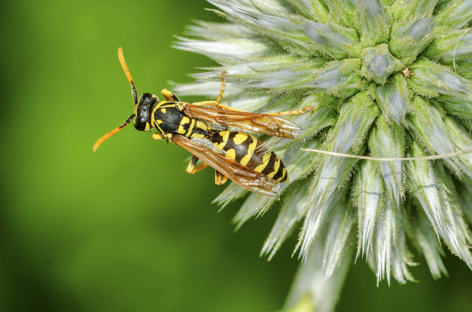 Feldwespe (Polistes dominula)