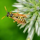 Feldwespe (Polistes dominula)