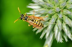 Feldwespe (Polistes dominula)