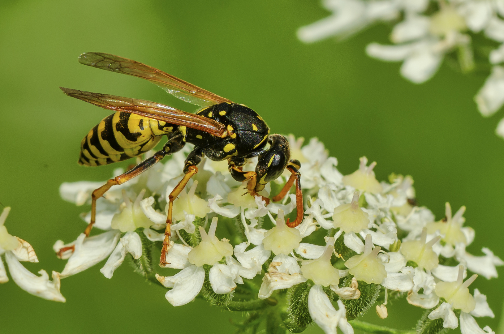 Feldwespe (Polistes dominula)