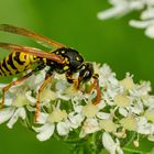 Feldwespe (Polistes dominula)