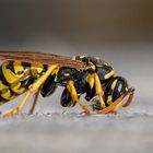 Feldwespe (Polistes dominula) bei der Arbeit