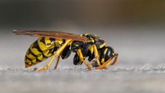 Feldwespe (Polistes dominula) bei der Arbeit