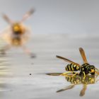 Feldwespe - Polistes dominula