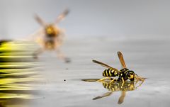 Feldwespe - Polistes dominula