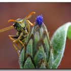 Feldwespe - Polistes dominulus