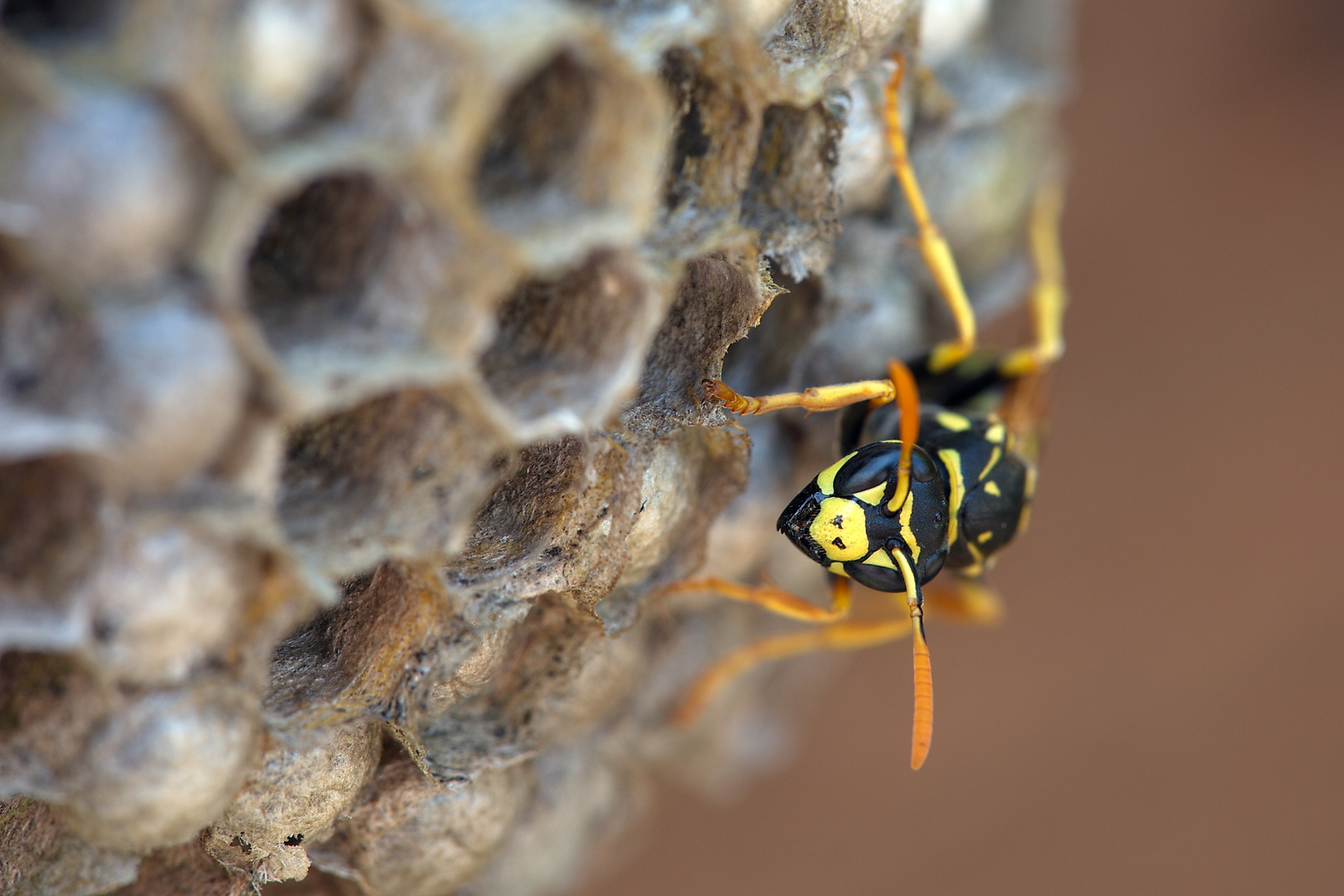 Feldwespe (Polistes gallicus) in der Nestpflege