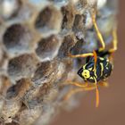 Feldwespe (Polistes gallicus) in der Nestpflege