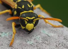 Feldwespe (Polistes) im Portrait