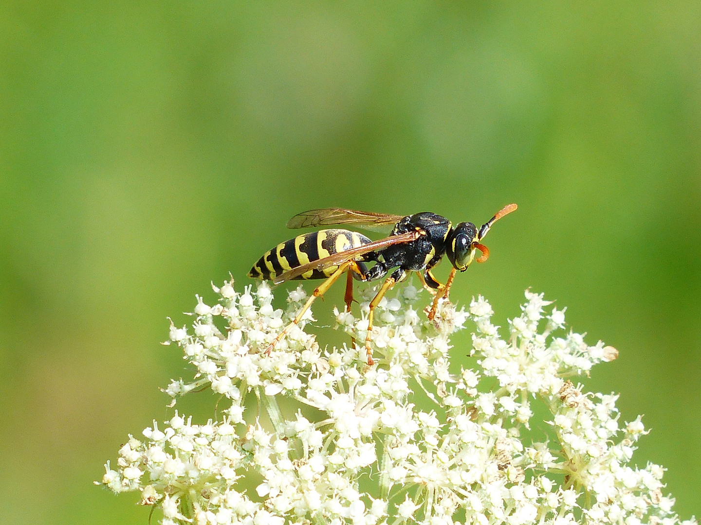 Feldwespe (Polistes spec.)