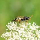 Feldwespe (Polistes spec.)