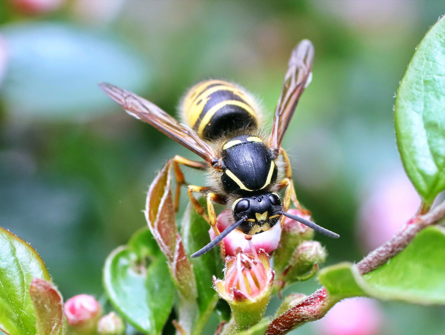 Feldwespe (Polistinae)