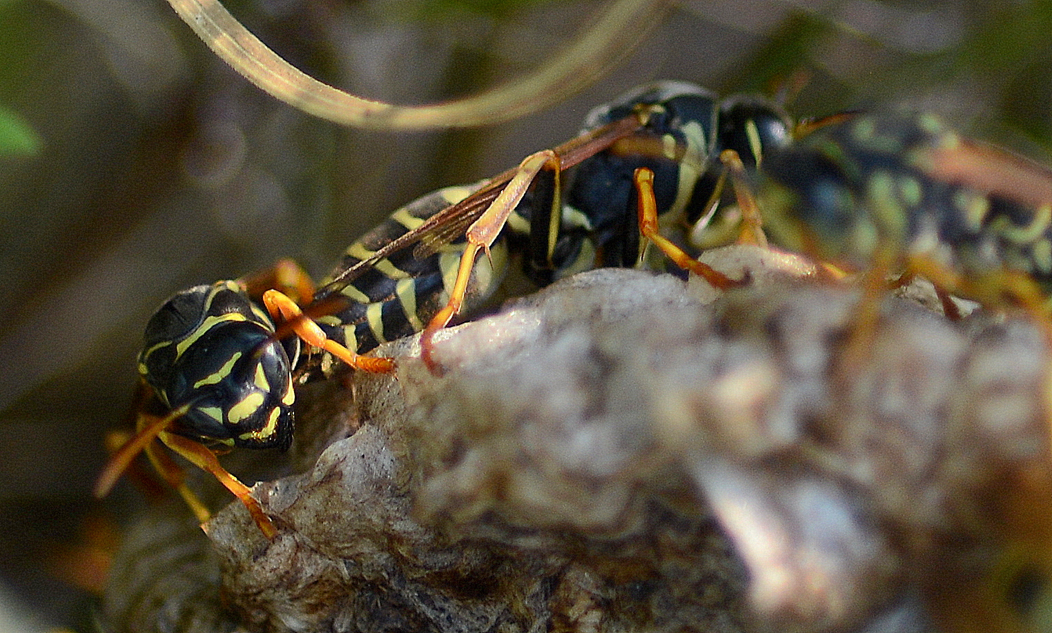 feldwespen