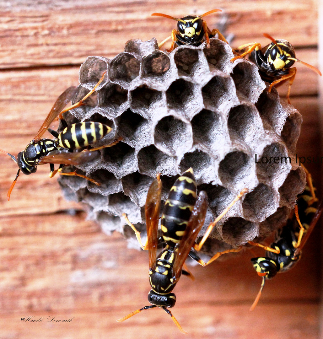 Feldwespen beim Schlupf (Polistes dominula)