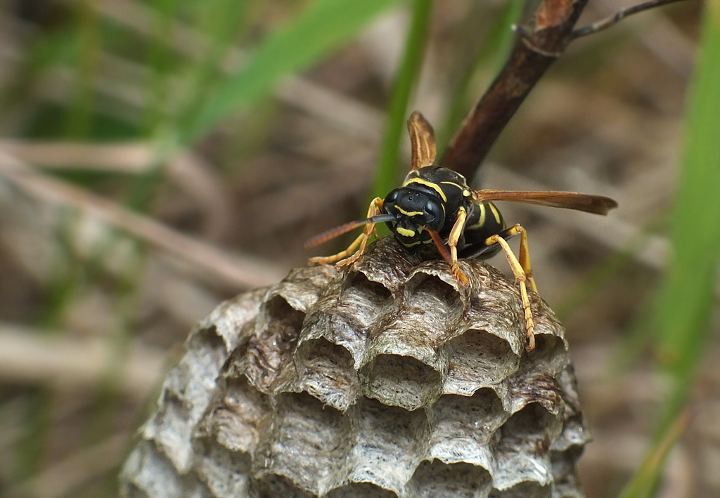 Feldwespen bewachen ihre Waben