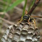 Feldwespen bewachen ihre Waben