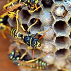 Feldwespen (Polistes gallicus) bei der Nestpflege