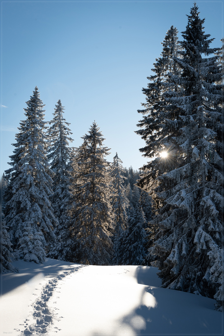 Feldwiesalm 