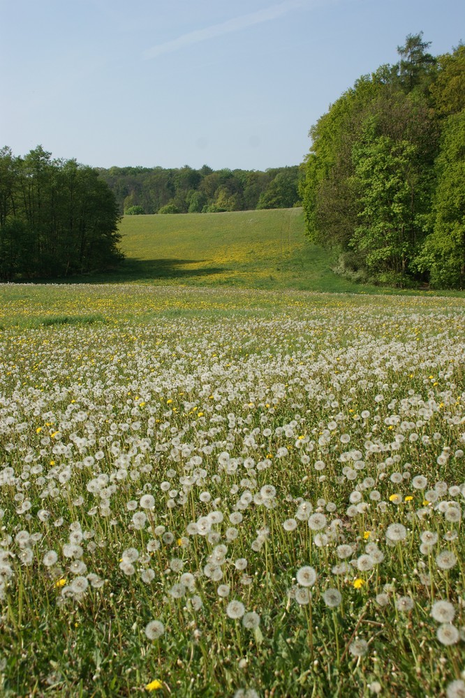 Feldwiese